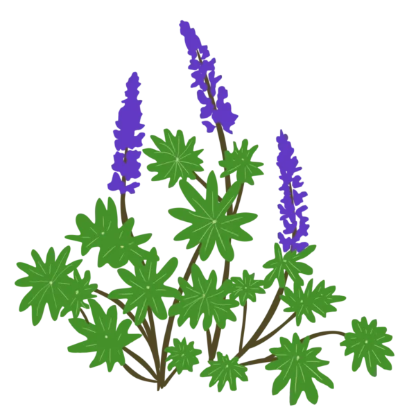 Люпин Lupini Blue Shades Lupinus Lupini Blue Shades Рослини-заповнювачі Filler plants