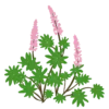Люпин Lupini Blue Shades Lupinus Lupini Pink Shades Рослини-заповнювачі Filler plants
