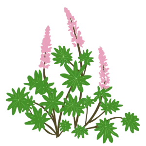 Люпин Lupini Blue Shades Lupinus Lupini Pink Shades Рослини-заповнювачі Filler plants