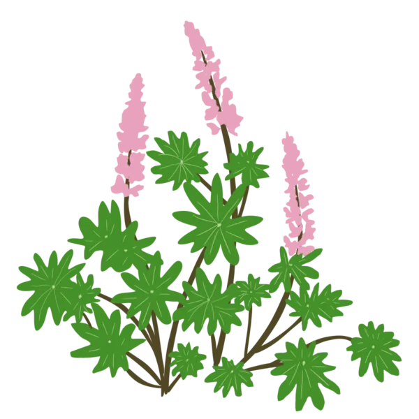 Люпин Lupini Blue Shades Lupinus Lupini Pink Shades Рослини-заповнювачі Filler plants