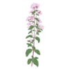 Материнка звичайна Origanum vulgare Сезонні рослини Seasonal plants