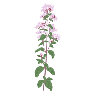 Материнка звичайна Origanum vulgare Сезонні рослини Seasonal plants