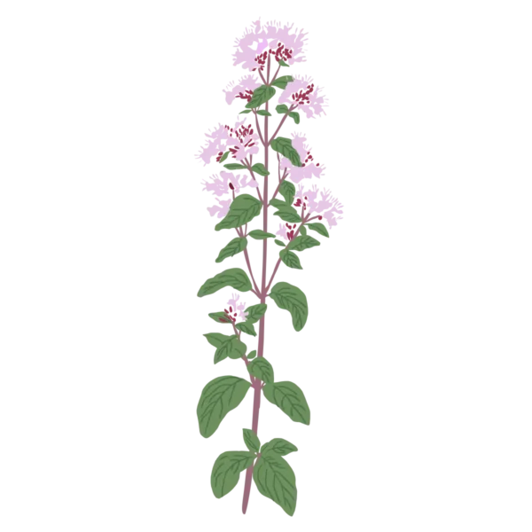 Материнка звичайна Origanum vulgare Сезонні рослини Seasonal plants