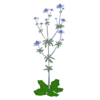 Миколайчики плоскі Eryngium planum Сезонні рослини Seasonal plants Квітник Flower Посухостійкі