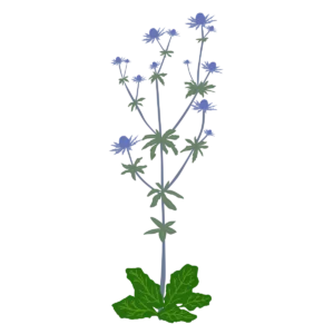 Миколайчики плоскі Eryngium planum Сезонні рослини Seasonal plants Квітник Flower Посухостійкі
