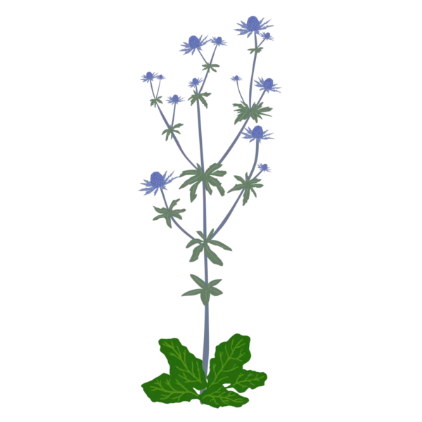 Миколайчики плоскі Eryngium planum Сезонні рослини Seasonal plants Квітник Flower Посухостійкі