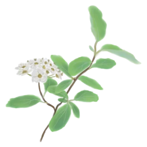 Таволга Вангутта Spiraea vanhouttei Кущ Shrub Структурні рослини Structural plants Живопліт Рослини для живоплоту Рослини для живої огорожі Hedge