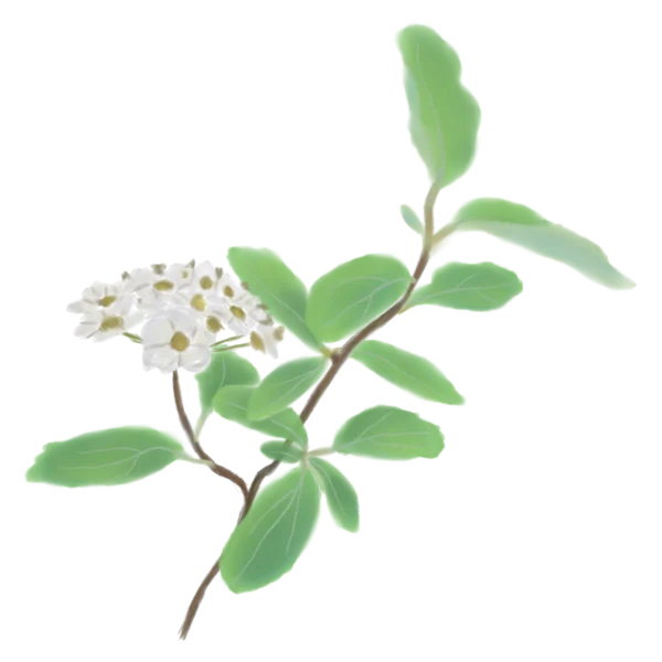 Таволга Вангутта Spiraea vanhouttei Кущ Shrub Структурні рослини Structural plants Живопліт Рослини для живоплоту Рослини для живої огорожі Hedge