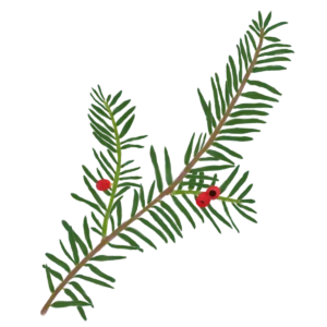 Ілюстрація саджанця тиса ягідного Taxus baccata Гребля Саджанець тиса ягідного Taxus baccata Strub Cтруктурні рослини рослини для живоплоту рослини для живої огорожі