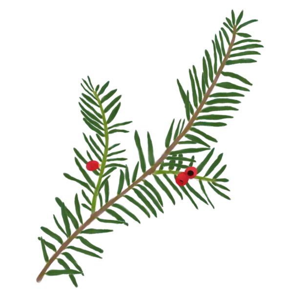Саджанець тиса ягідного Taxus baccata Strub Cтруктурні рослини рослини для живоплоту рослини для живої огорожі