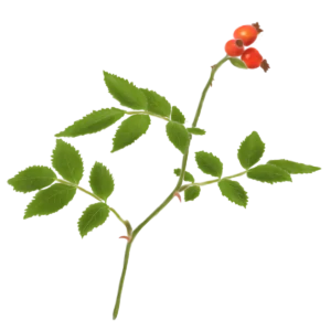 Шипшина звичайна Rosa canina Кущ Shrub Структурні рослини Structural plants Живопліт Рослини для живоплоту Рослини для живої огорожі Hedge