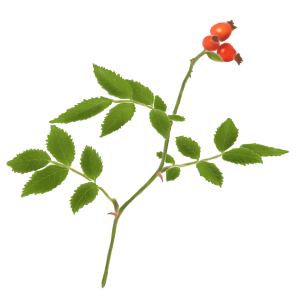 Шипшина звичайна Rosa canina Кущ Shrub Структурні рослини Structural plants Живопліт Рослини для живоплоту Рослини для живої огорожі Hedge