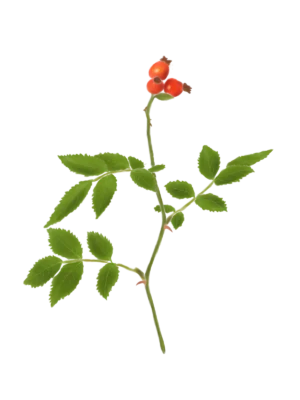 Шипшина звичайна Rosa canina Кущ Shrub Структурні рослини Structural plants Живопліт Рослини для живоплоту Рослини для живої огорожі Hedge
