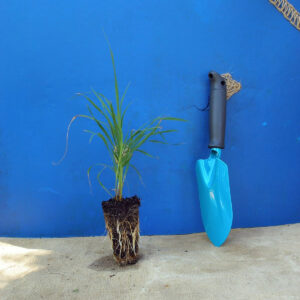 Бородач Жерарда Andropogon gerardii Сезонні рослини Seasonal plants