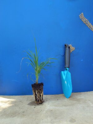 Бородач Жерарда Andropogon gerardii Сезонні рослини Seasonal plants