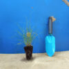 Бутелуа витончена Bouteloua gracilis Ґрунтопокривні рослини Groundcover plants