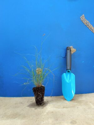 Бутелуа витончена Bouteloua gracilis Ґрунтопокривні рослини Groundcover plants