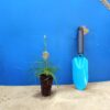 Гвоздики картузійські Dianthus carthusianorum Сезонні рослини Seasonal plants