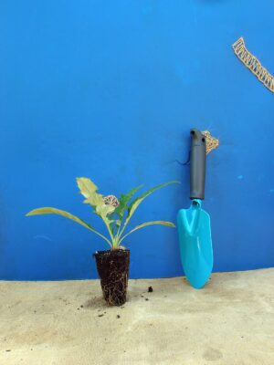 Головатень Blue Glow Echinops bannaticus Blue Glow Cезонні рослини