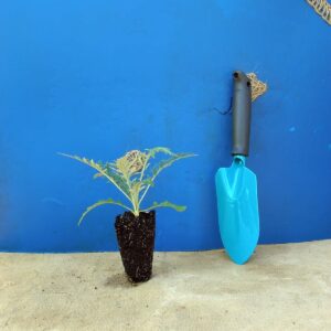Головатень звичайний Platinum Blue Echinops ritro Platinum Blue Сезонні рослини Seasonal plants Квітник Flower