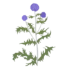 Головатень звичайний Platinum Blue Echinops ritro Platinum Blue Сезонні рослини Seasonal plants Квітник Flower