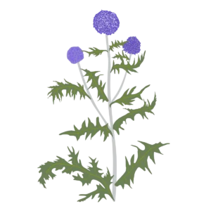 Головатень звичайний Platinum Blue Echinops ritro Platinum Blue Сезонні рослини Seasonal plants Квітник Flower