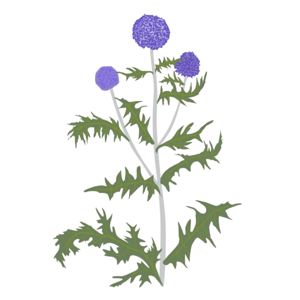 Головатень звичайний Platinum Blue Echinops ritro Platinum Blue Сезонні рослини Seasonal plants Квітник Flower