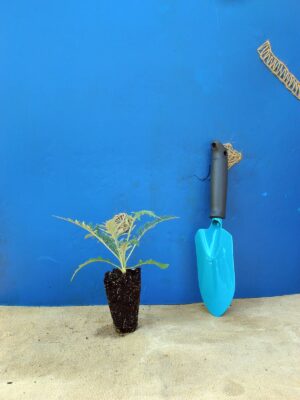 Головатень звичайний Platinum Blue Echinops ritro Platinum Blue Сезонні рослини Seasonal plants Квітник Flower