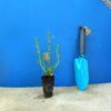 Гісоп лікарський Hyssopus officinalis Сезонні рослини Seasonal plants
