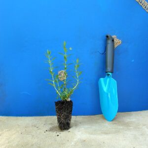 Гісоп лікарський Hyssopus officinalis Сезонні рослини Seasonal plants