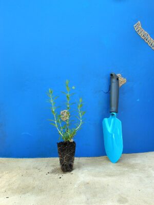 Гісоп лікарський Hyssopus officinalis Сезонні рослини Seasonal plants