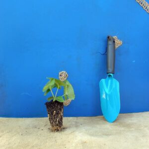 Залізняк бульбистий Phlomis tuberosa Сезонні рослини Seasonal plants
