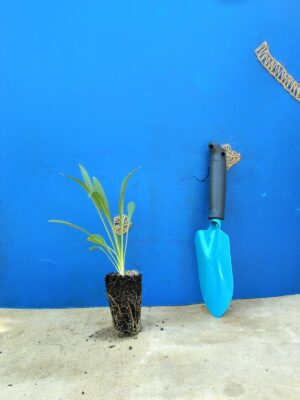 Коростянка кавказька Fama Deep Blue Scabiosa caucasica Fama Deep Blue Багаторічна трав'яниста рослина Сезонні рослини Seasonal plants