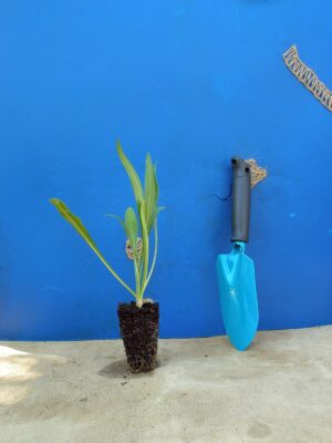 Коростянка кавказька Скабіоза кавказька Perfecta Clear Blue Scabiosa caucasica Perfecta Clear Blue Багаторічна трав'яниста рослина Сезонні рослини Seasonal plants