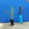 Коростянка кавказька Скабіоза кавказька Perfecta Clear Blue Scabiosa caucasica Perfecta Clear Blue Багаторічна трав'яниста рослина Сезонні рослини Seasonal plants