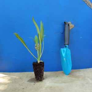 Коростянка кавказька Скабіоза кавказька Perfecta Clear Blue Scabiosa caucasica Perfecta Clear Blue Багаторічна трав'яниста рослина Сезонні рослини Seasonal plants