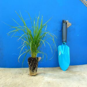 Куничник діамантовий Calamagrostis brachytricha Сезонні рослини Seasonal plants Трави Grass