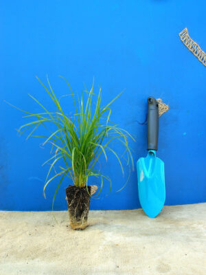 Куничник діамантовий Calamagrostis brachytricha Сезонні рослини Seasonal plants Трави Grass