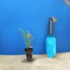 Льон багаторічний Linum perenne Рослини-заповнювачі Filler plants