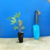 Люпин Lupini Blue Shades Lupinus Lupini Blue Shades Рослини-заповнювачі Filler plants