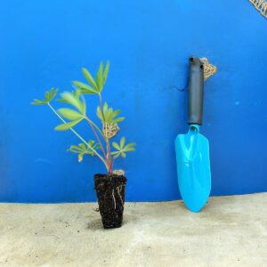 Люпин Lupini Blue Shades Lupinus Lupini Blue Shades Рослини-заповнювачі Filler plants