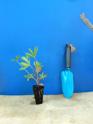 Люпин Lupini Blue Shades Lupinus Lupini Blue Shades Рослини-заповнювачі Filler plants