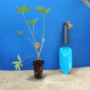 Люпин Lupini Blue Shades Lupinus Lupini Pink Shades Рослини-заповнювачі Filler plants