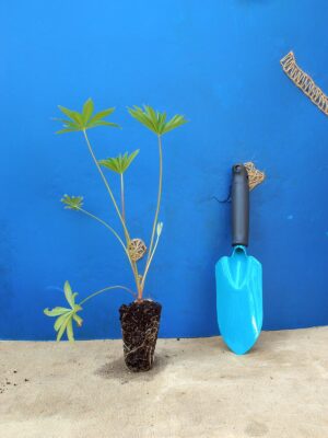 Люпин Lupini Blue Shades Lupinus Lupini Pink Shades Рослини-заповнювачі Filler plants
