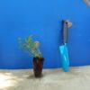 Материнка звичайна Origanum vulgare Сезонні рослини Seasonal plants