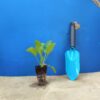 Миколайчики плоскі Eryngium planum Сезонні рослини Seasonal plants Квітник Flower Посухостійкі