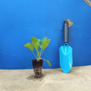 Миколайчики плоскі Eryngium planum Сезонні рослини Seasonal plants Квітник Flower Посухостійкі