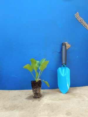 Миколайчики плоскі Eryngium planum Сезонні рослини Seasonal plants Квітник Flower Посухостійкі