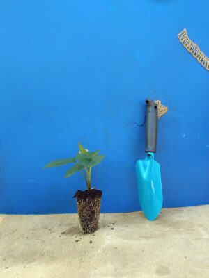 Рудбекія блискуча Goldsturm Rudbeckia fulgida Goldsturm Сезонні рослини Гребля