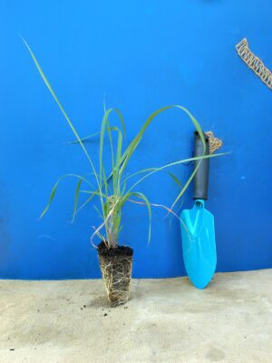 Соргаструм Indian Steel Sorghastrum nutans Indian Steel Сезонні рослини Seasonal plants Трава теплого сезону Warm season